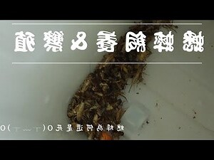 家裡 蟋蟀